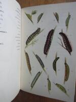 Nordens dagfj&auml;rilar