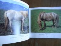 The Natural Colors of the Iceland Horse