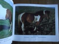 The Natural Colors of the Iceland Horse