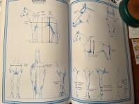 H&auml;stens exteri&ouml;r prestation och h&aring;llbarhet