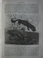 De kallblodiga ryggradsdjurens lid