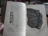 Ur v&aring;r tids forskning. Popul&auml;ra skildringar.