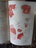 Ur v&aring;r tids forskning. Popul&auml;ra skildringar.