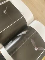 Nordiska N&auml;tter : djurliv mellan skymning och gryning