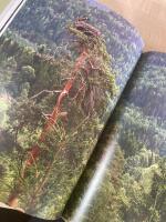 I Skuggan av tr&auml;den : liv i v&aring;ra vilda skogar