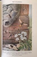 Brehm &bull; Djurens liv &bull; Del 13 &bull; Insekter 1
