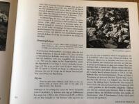 ALPFLOR och HEDV&Auml;XTER