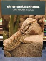 N&auml;r reptilen f&aring;r en infektion. Goda r&aring;d fr&aring;n Evidensia