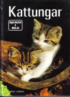 Kattungar