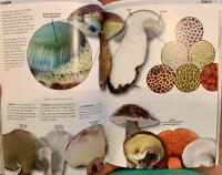 Svampar - du kan &auml;ta