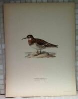 Lobipes lobatus (Smaln&auml;bbad simsn&auml;ppa)