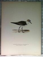 Charadrius (leucopolius) alexandrinus (Svartbent strandpipare, i v&aring;rdr&auml;kt)