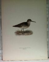 Limicola falcinellus (Myrsn&auml;ppa)