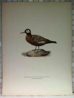 Phalaropus fulicarius jourdaini (Bredn&auml;bbad simsn&auml;ppa)