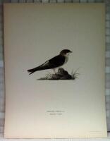 Hirundo urbica (Hussvala i ungdr&auml;kt)