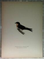 Chelidon rustica L. x Hirundo urbica ( Bastard mellan ladu- och hussvala)