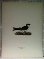 Hirundo urbica (Hussvala)