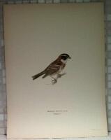 Emberiza Rustica (Videsparf)