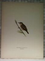 Acrocephalus aquaticus (Vattens&aring;ngare)