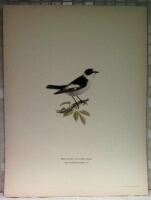 Muscicapa collaris (Halsbandsflugsnappare)