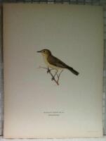 Hypolais hippolais (Bastardn&auml;ktergal)