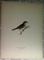 Locustella naevia (Gr&auml;shopps&aring;ngare)