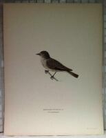 Muscicapa ficedula (Gr&aring; flugsnappare)