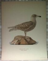 Larus glaucus (Hvittrut, ung f&aring;gel)