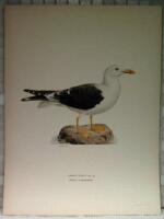 Larus fuscus (Silltrut i sommardr&auml;kt)