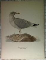 Larus argentatus (Gr&aring;trut i vinterdr&auml;kt)