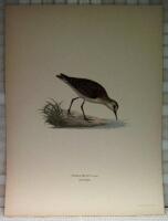 Tringa minuta (Sm&aring;sn&auml;ppa)