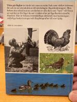 Titta p&aring; f&aring;glar