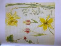 Bland S&ouml;ders kolonitr&auml;dg&aring;rdar