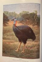 De lefvande djuren p&aring; jorden. Del I och II.