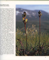 Det blommande fj&auml;llet. Fj&auml;llv&auml;xter ber&auml;ttar