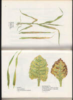 Kulturv&auml;xternas bristsjukdomar