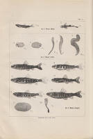 Zur Kenntnis der Lebensgeschichte der jungen Lachse in den Fl&uuml;ssen vor der Hinabwanderung ins Meer