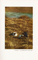 Det stumma spelet. En f&aring;gelbok