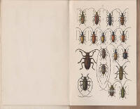 Svenska skalbaggar i urval. Inledning till skalbaggarnes studium