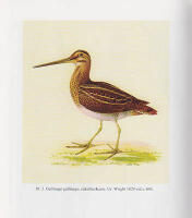 Folkliga f&aring;gelnamn. Artnamn f&ouml;r beckasinf&aring;glar i nordiska spr&aring;k