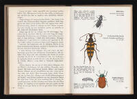 Utkik p&aring; insektfronten