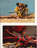 Insekter fr&aring;n hela v&auml;rlden