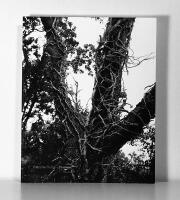 Catharina Gotby. Presence