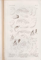 Malacostraca marina Groenlandi&aelig; occidentalis. Oversigt over det vestlige Gr&oslash;nlands Fauna af malakostrake Havkrebsdyr (kr&auml;ftor)