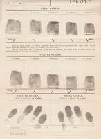 Om fingeraftryckssignalement (daktyloskopi) som identifieringsmedel