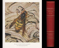 Svenska djur. Insekterna