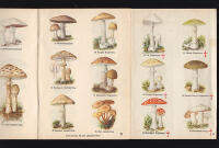 ICA:s svampbok. Plockningsr&aring;d, beskrivningar och recept med Svampkarta i naturliga f&auml;rger