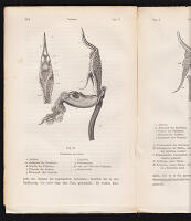 Die verschiedenen Einrichtungen durch welche Orchideen von Insecten befruchtet werden. Von Charles Darwin