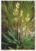 Blombok. Bilder av markens &ouml;rter, ris och tr&auml;d. Medarbetare vid f&auml;ltarbeten, bildurval och excerptinsamling: Stina Jonsson