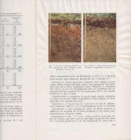 Mark och vegetation inom Bensj&ouml;-omr&aring;det samt n&aring;gra synpunkter p&aring; tr&auml;dslagsvalet